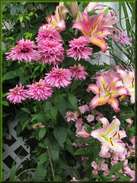 Echinacea Pink Poodle 02aout09020