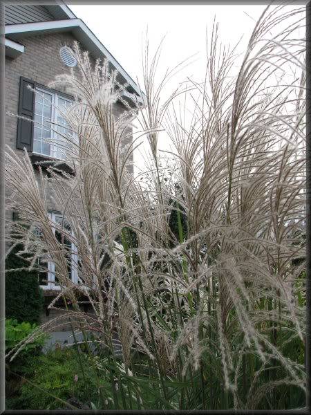 Miscanthus Graziella 26septembre09040