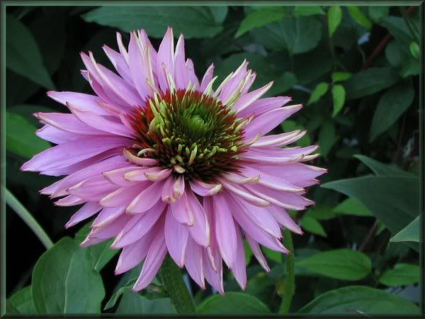 Echinacea Pink Poodle 08juillet09017