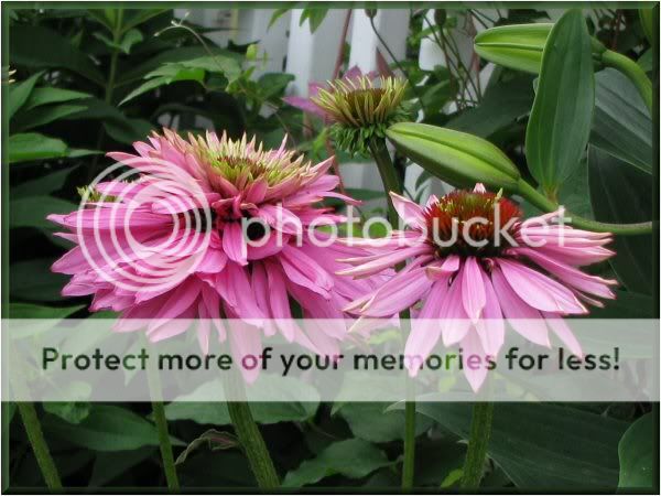 Echinacea purpurea 'Pink Caniche' (Poodle) 16juillet09022