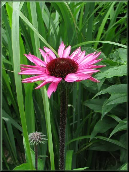 Echinacea 'Merlot' 16juillet09Merlot014