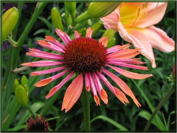 Echinacea Big Sky Sundown 17juillet09013