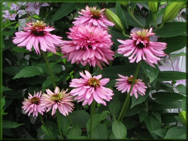 Echinacea Pink Poodle 18juillet09133