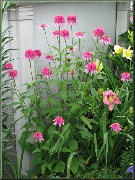 Echinacea Razzmatazz 18juillet09139