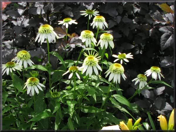 Echinacea coconut lime 31juillet09101