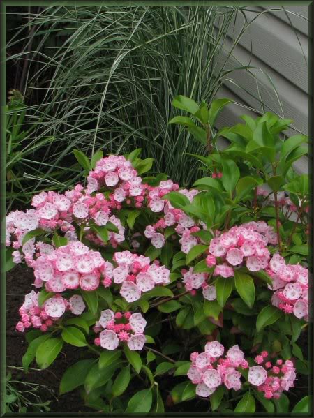 Kalmia Alpine Pink 22juin09043