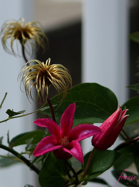 Clematis texensis Princess Diana 18juillet2010224