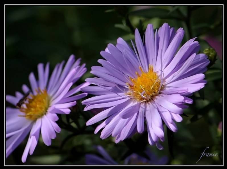 Aster (ou Symphyotrichum) dumosus Violet Carpet ( novi-belgii )  27septembre2010017_filtered_filtered