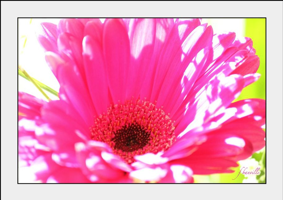 Gerbera ensoleillée 36c2ff21-1