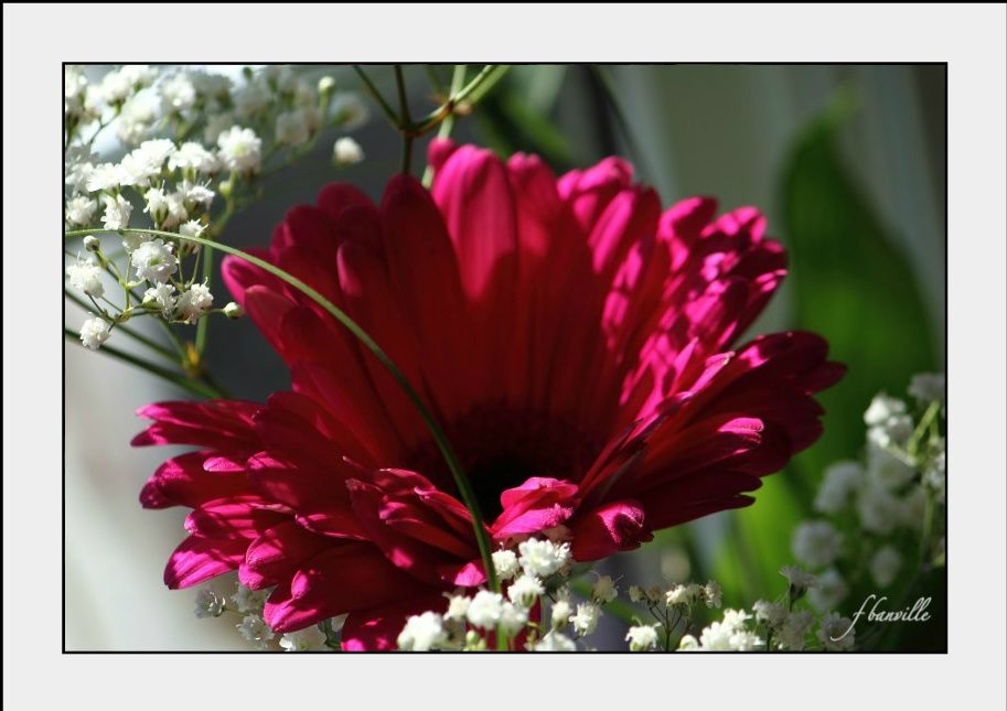 Gerbera ensoleillée 9ad56b53-1