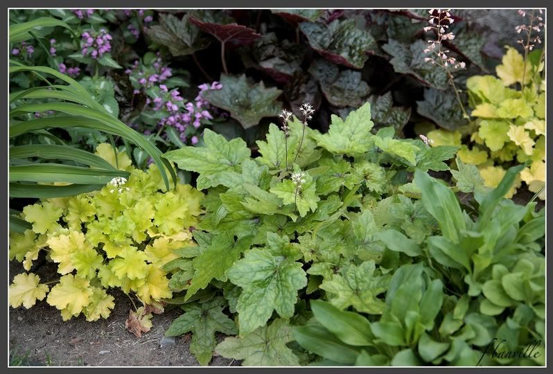 Tiarella Pink Bouquet IMG_4880