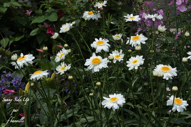 Leucanthemum  x superbum "Sunny Side Up " IMG_5569