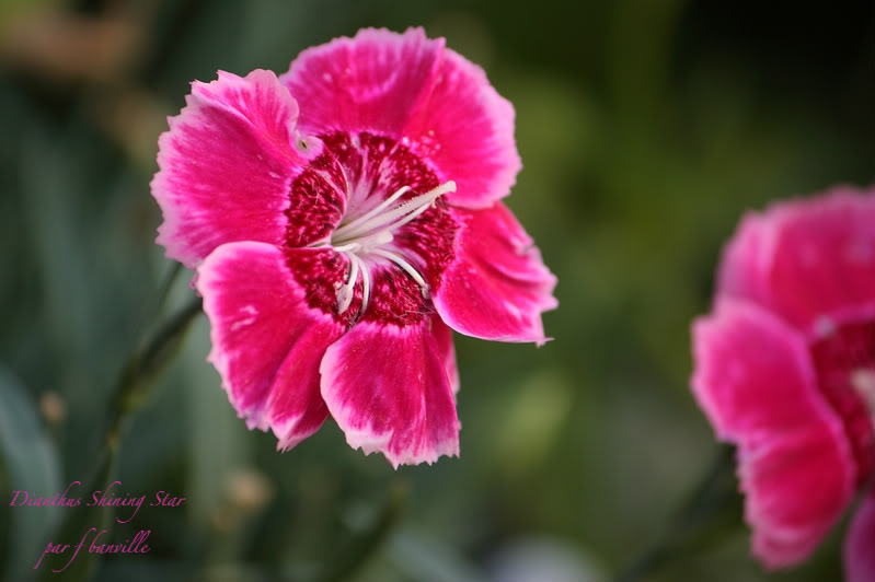 Dianthus Shining Star IMG_6185