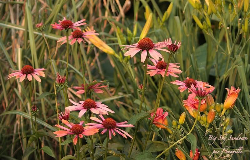 Echinacea Big Sky Sundown IMG_6710