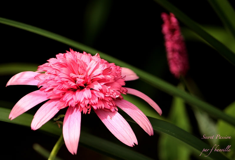 Echinacea 'Secret Passion' IMG_6972