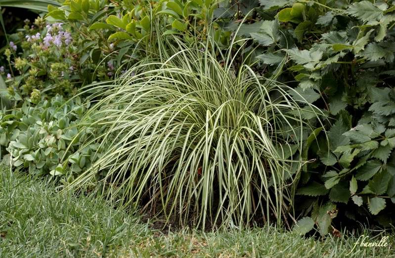 Carex morowii Aureovariegata ou juste Variegata IMG_7170