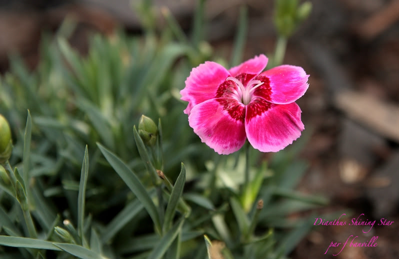 Dianthus Shining Star IMG_7437