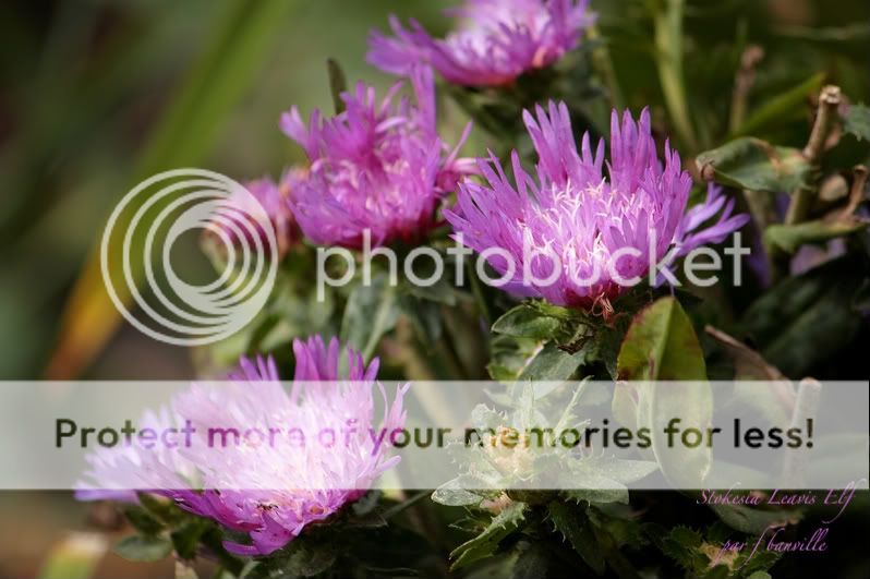 Stokesia Leavis "Elf" IMG_7544