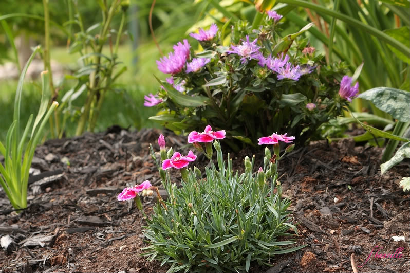 Dianthus Shining Star IMG_7595