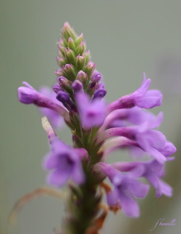 Verbena hastata IMG_7701_filtered