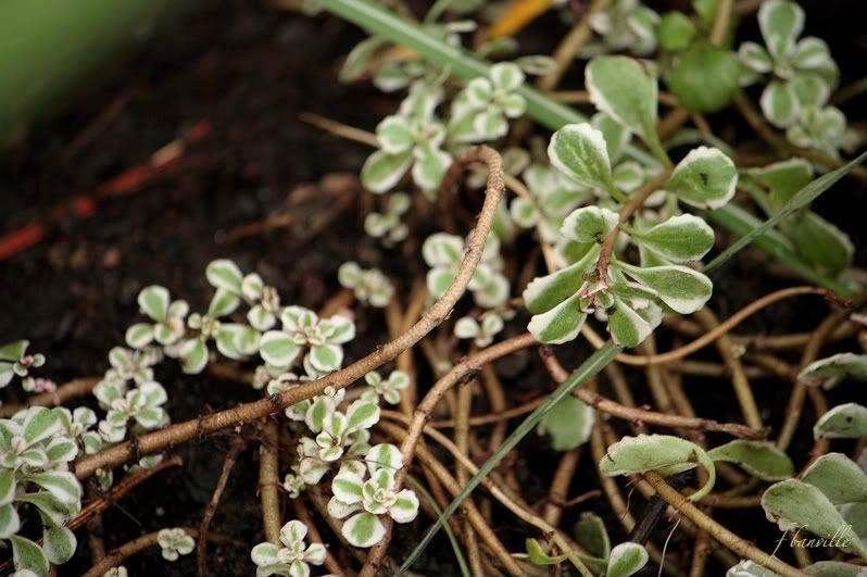 Sedum Spurium Tricolor IMG_7965