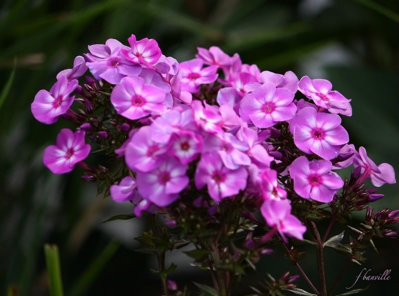 Phlox paniculata 'Pixie Miracle Grace' IMG_8177_filtered