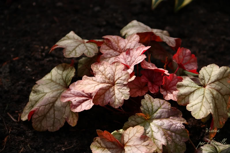 Heuchera Vienna IMG_8233