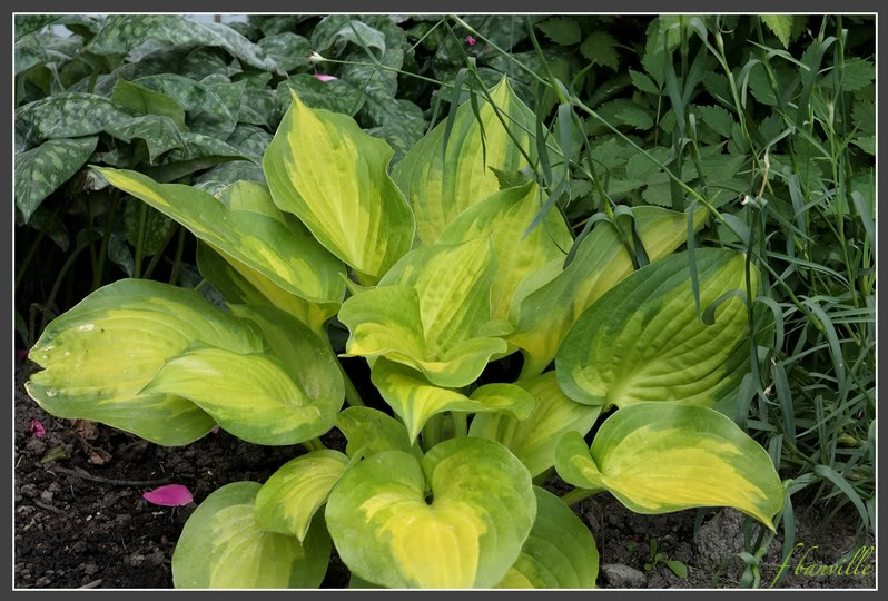 Hosta Dance With Me IMG_4813