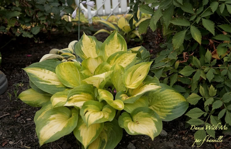 Hosta Dance With Me IMG_7370