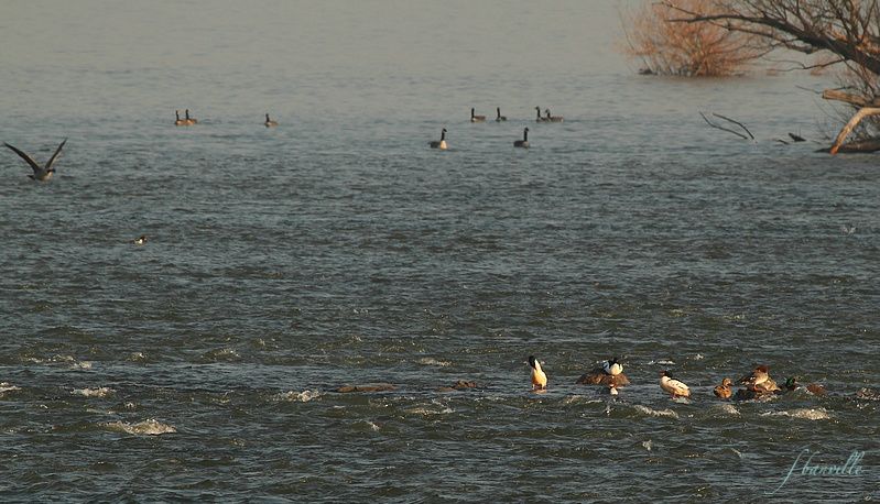 Matinée à Chambly (rivière Richelieu) IMG_0295