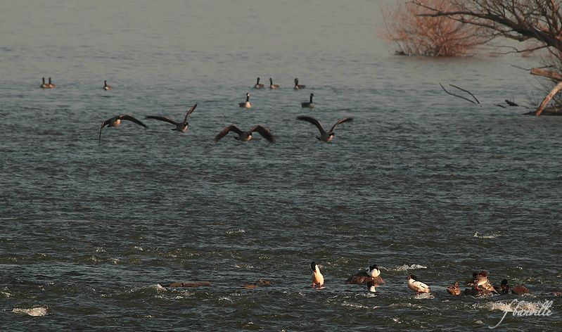 Matinée à Chambly (rivière Richelieu) IMG_0297