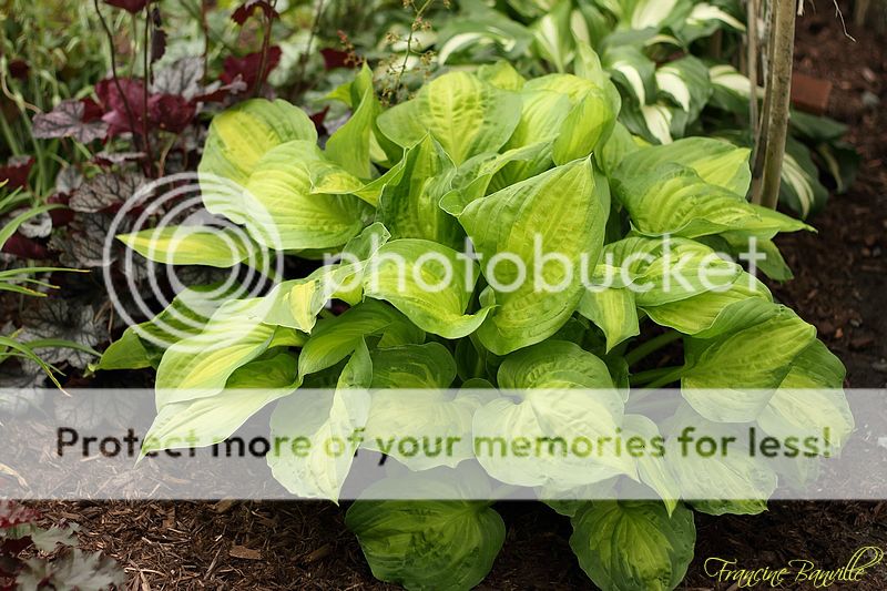 Hosta Dance With Me IMG_3642_filtered_zps70e6a947