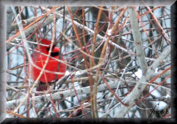 Je vois la vie en rouge Cardinal20022010010