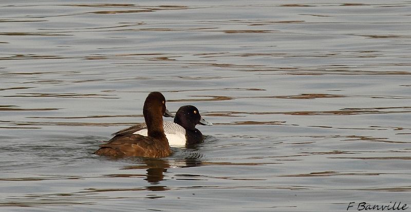 Canards et cie  IMG_3450