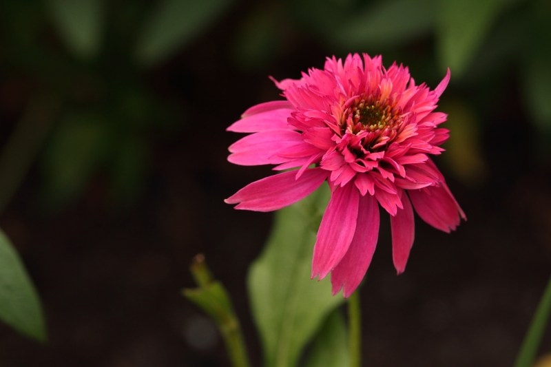 Echinacea série Double Scoop A8a0c75a