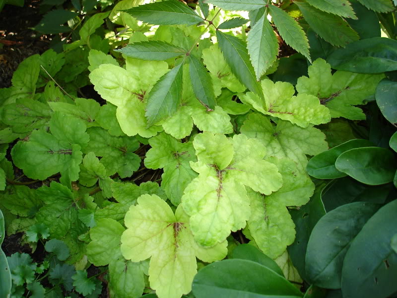 Heucherella HeucherellaSunspot31aout06