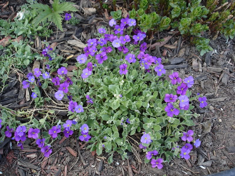 Couvres-sol printanniers AubrietaRoyalViolet10mai06