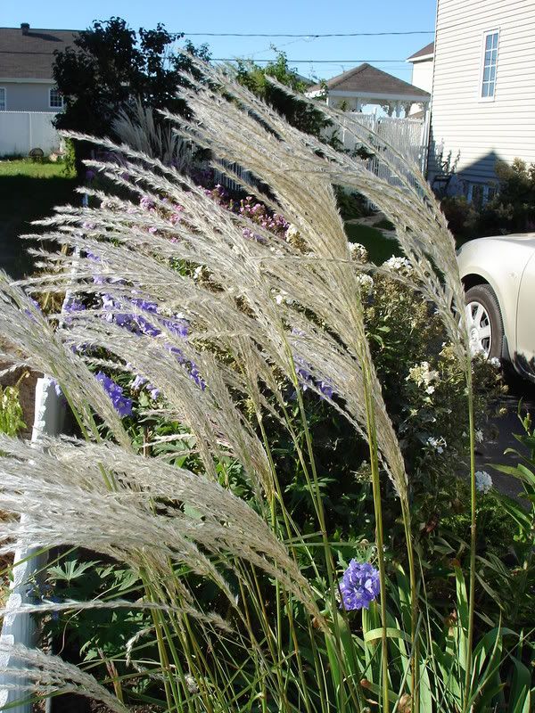 Miscanthus Kleine Fontäne 04septembre07003