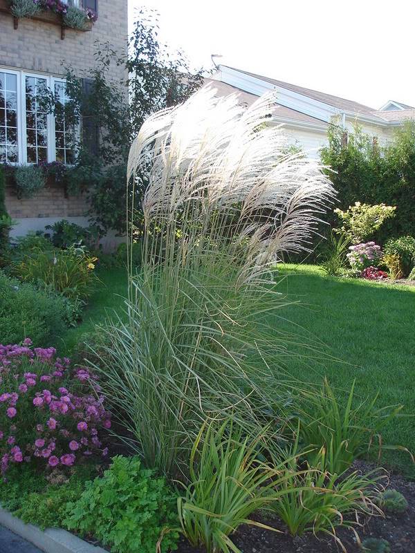 Miscanthus Graziella 19septembre07012