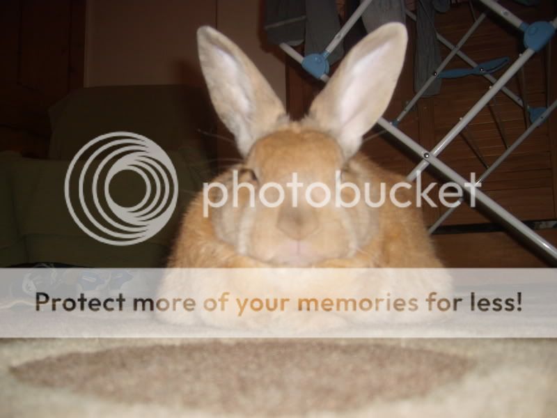 Post your Dissing Bunny piccies Caramelonnewrug009