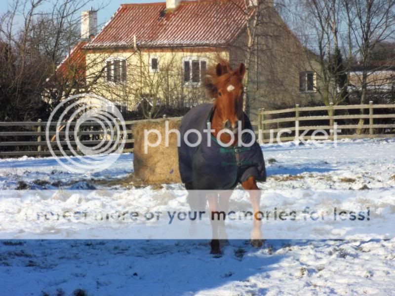 Horses in the Snow (pic heavy). 058