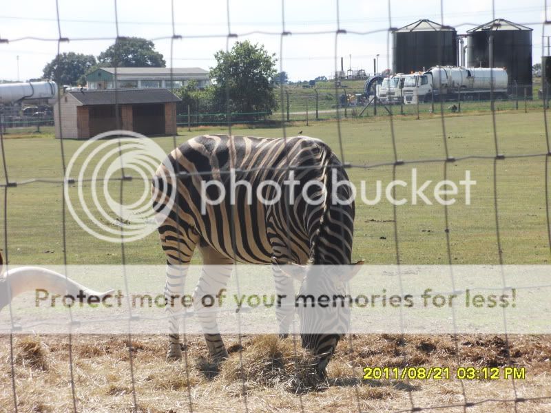 Yorkshire Wildlife Park - Pic Heavy SDC14983