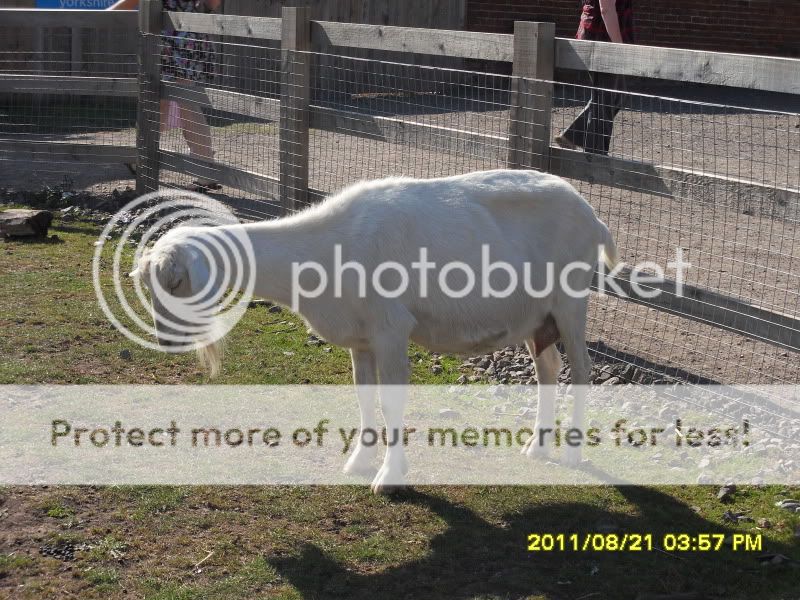 Yorkshire Wildlife Park - Pic Heavy SDC15030