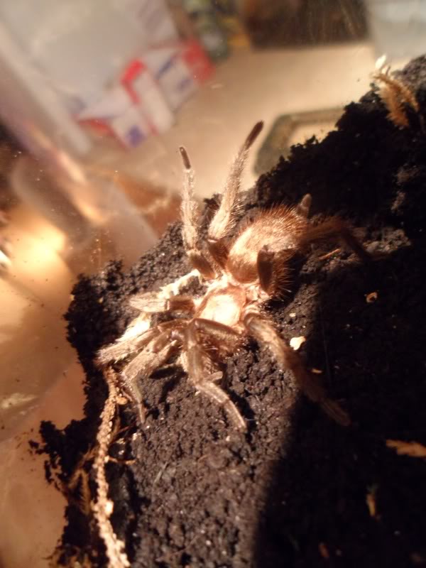 For the people who asked how i get my tarantula's in the mail SAM_1163