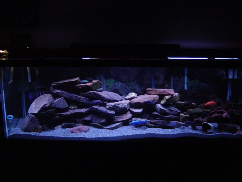 Any input on my tank's new setup? DSC00475