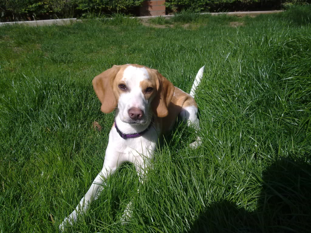 Un beagle en tu vida (cumple meses o cumpleaños) 03042010307