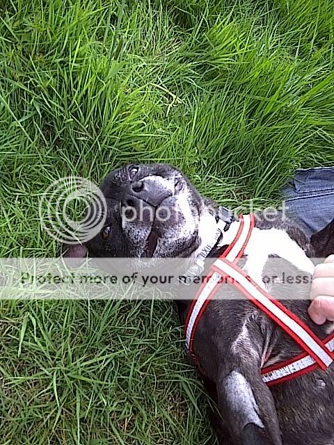 'Arry Gorgeous Staffie Gentleman - Rochdale Dog Rescue Arry204