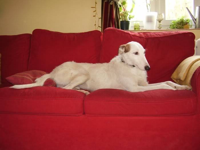 Lurcher Rody A-lurcher