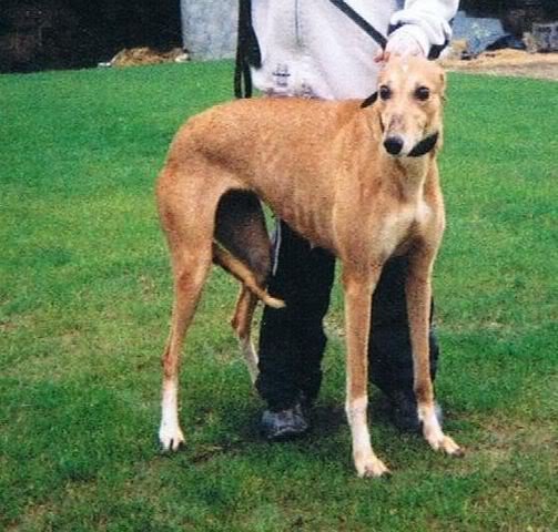 Hrtovi koji traze dom-transport u lipnju 2008 !!! - Page 2 Greyhound_Nursery_Babe-big