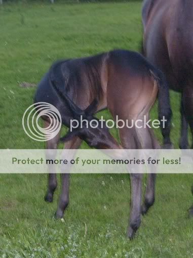 Some Pictures Of FVP Stables Horses Over load beware Dial up... 140808019-1